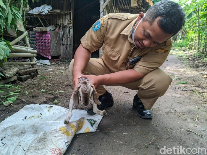 Detail Binatang Yang Berkaki Dua Nomer 24