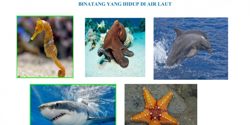 Detail Binatang Yang Hidup Di Laut Nomer 22