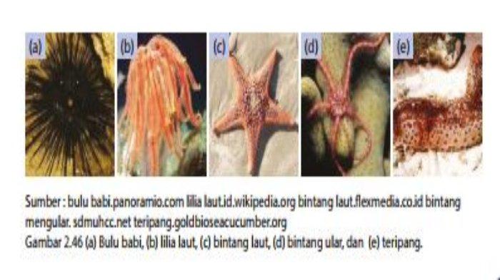 Detail Binatang Yang Hidup Di Laut Nomer 35