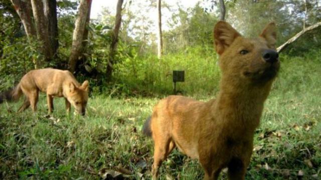 Detail Binatang Yang Hidup Liar Di Hutan Nomer 13