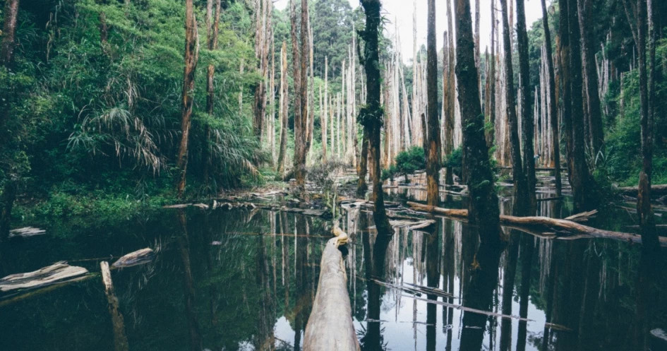 Detail Binatang Yang Hidup Liar Di Hutan Nomer 47