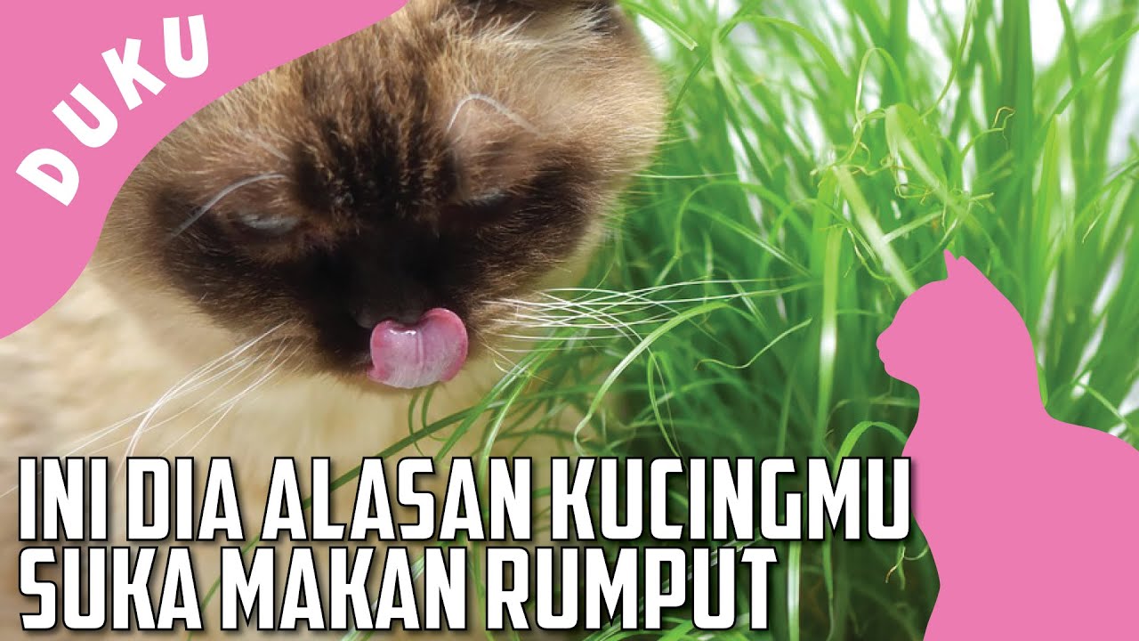 Detail Binatangnya Makan Rumput Nomer 20