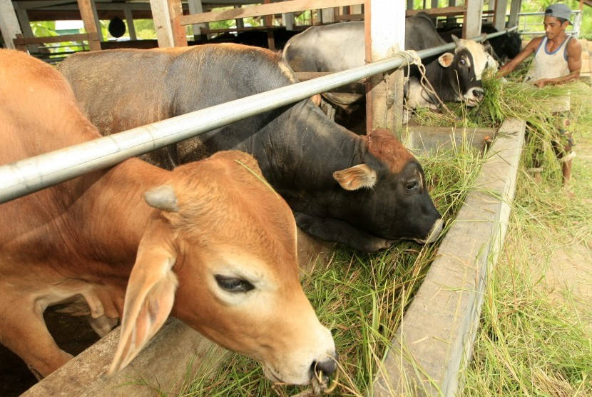 Detail Binatangnya Makan Rumput Nomer 43