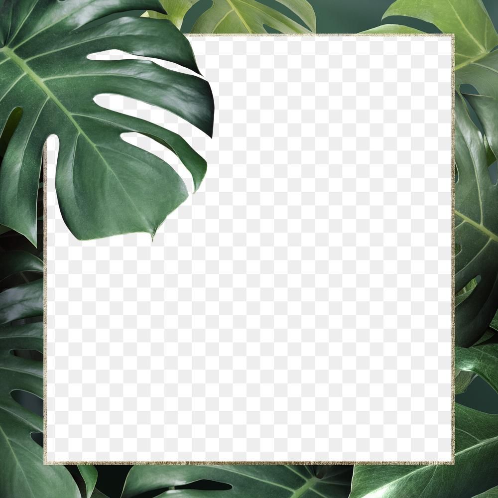 Detail Bingkai Daun Monstera Png Nomer 20