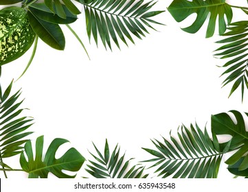 Detail Bingkai Daun Monstera Png Nomer 5