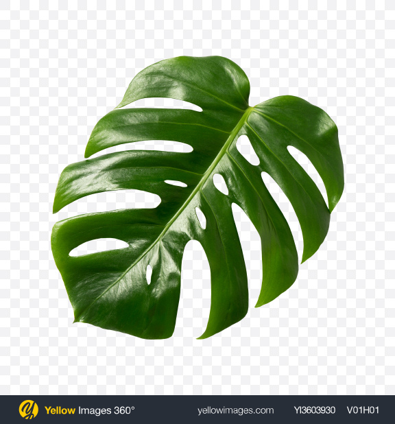 Detail Bingkai Daun Monstera Png Nomer 50