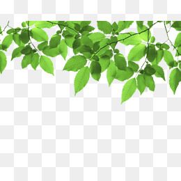 Detail Bingkai Daun Vector Nomer 8