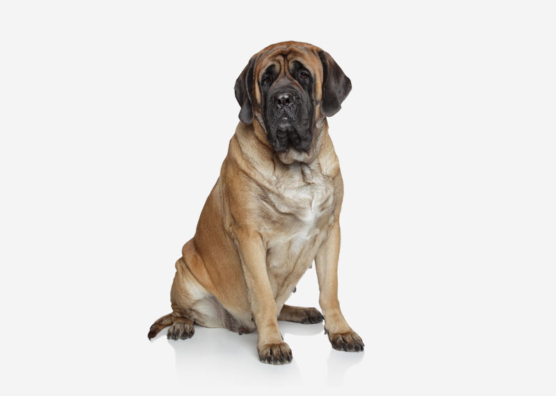 Detail Gray English Mastiff Nomer 8