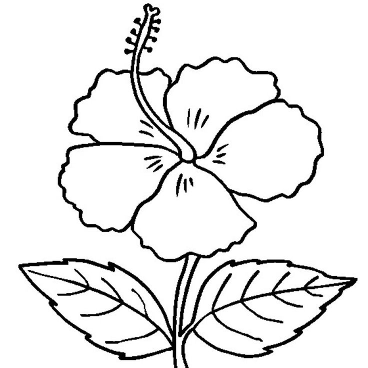 Detail Hibiskus Zeichnen Nomer 25