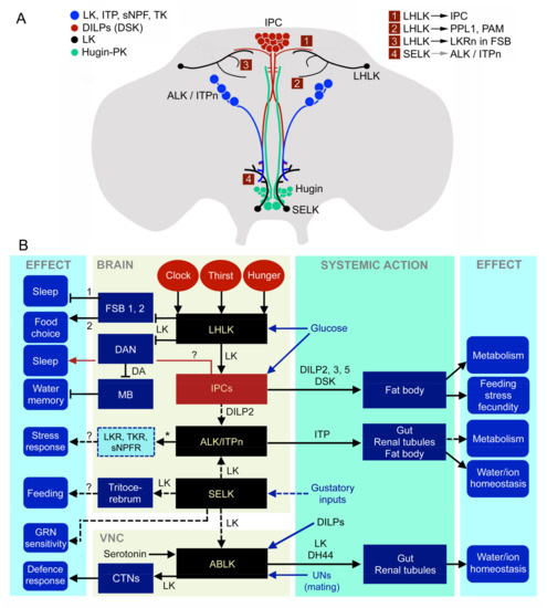 Detail Concept Map Nervensystem Nomer 8