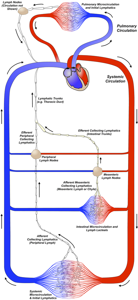 Detail Concept Map Nervensystem Nomer 3