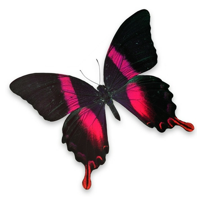 Detail Schwarz Roter Schmetterling Nomer 25