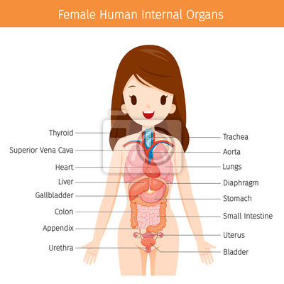 Anatomie Frau Organe - KibrisPDR