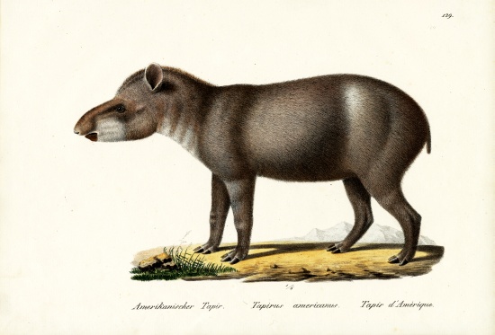 Amerikanischer Tapir - KibrisPDR