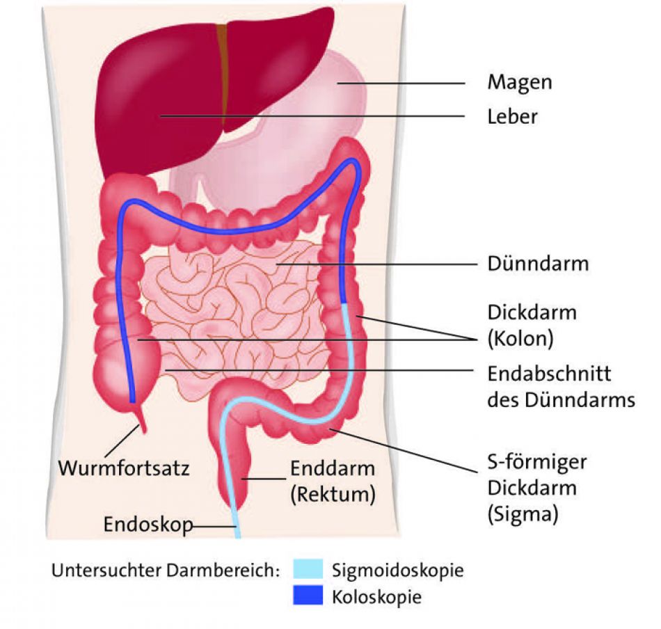 Darm Anatomie Frau - KibrisPDR