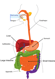 Detail Darm Anatomie Frau Nomer 13