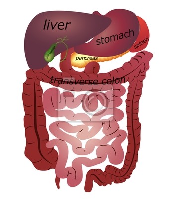 Detail Darm Anatomie Frau Nomer 15