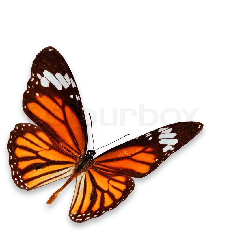 Detail Schmetterling Schwarz Orange Nomer 8