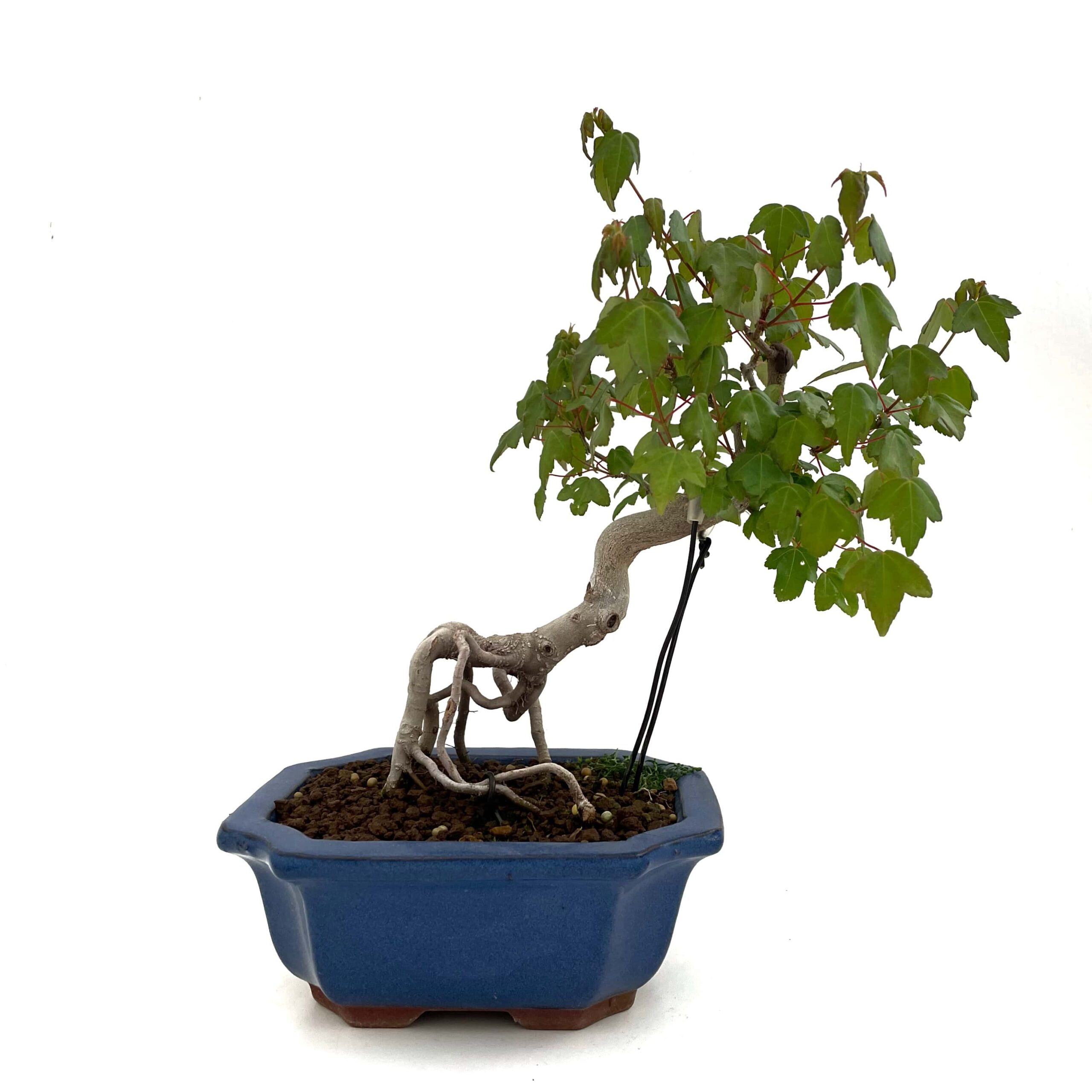 Detail Populus Alba Bonsai Nomer 11