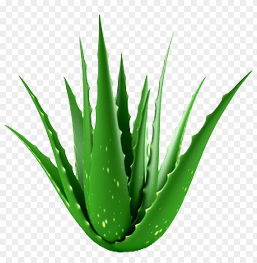 Detail Aloe Vera Bilder Nomer 2