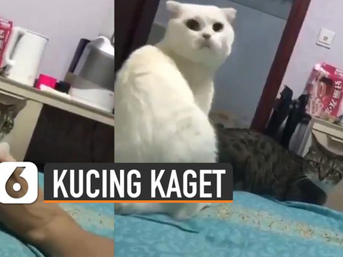 Detail Foto Lucu Kucing Kaget Nomer 33