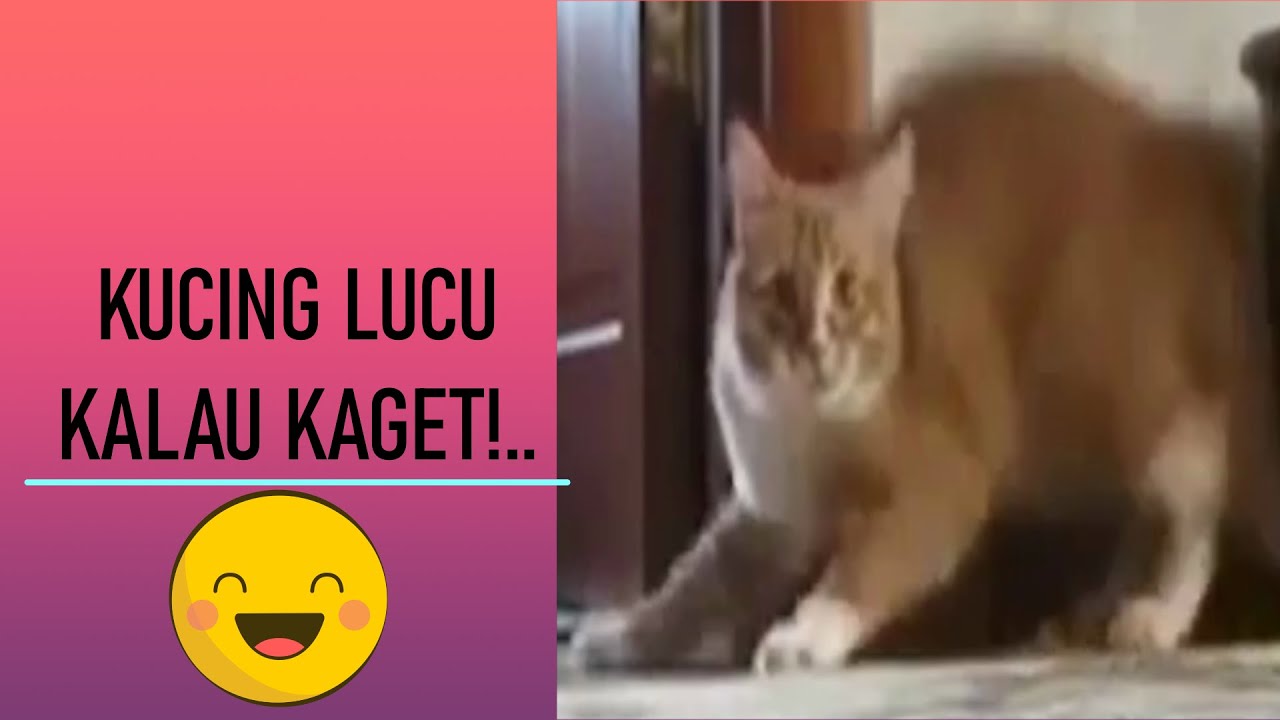 Detail Foto Lucu Kucing Kaget Nomer 46