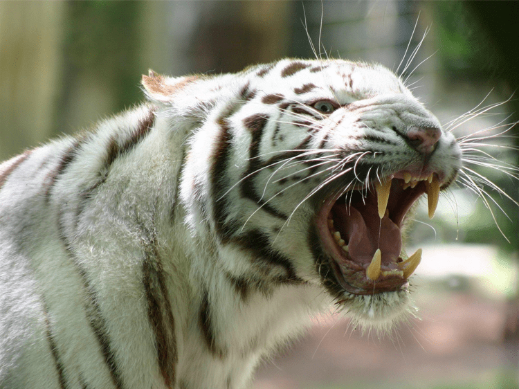 Detail Foto Macan Prabu Siliwangi Nomer 40