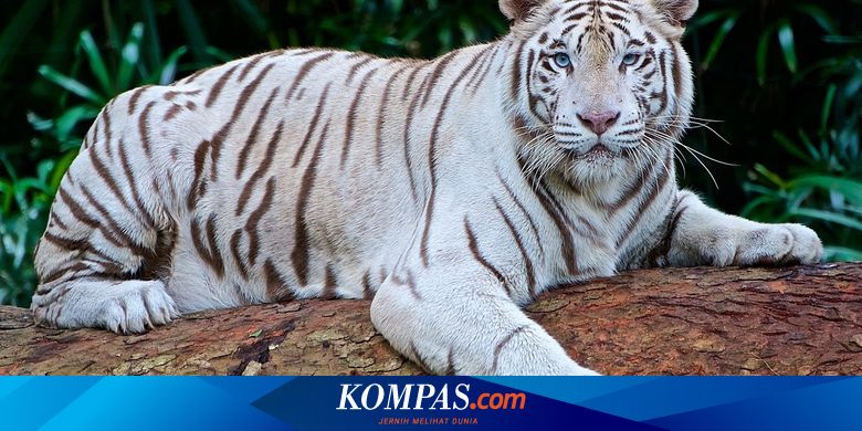 Detail Foto Macan Putih Nomer 20