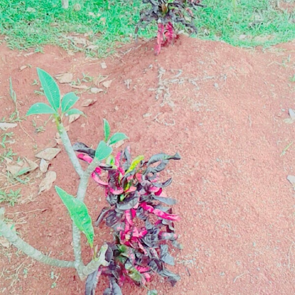 Detail Foto Makam Baru Nomer 50