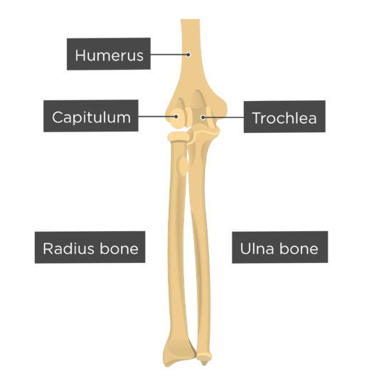 Detail Humerus Anatomie Nomer 9
