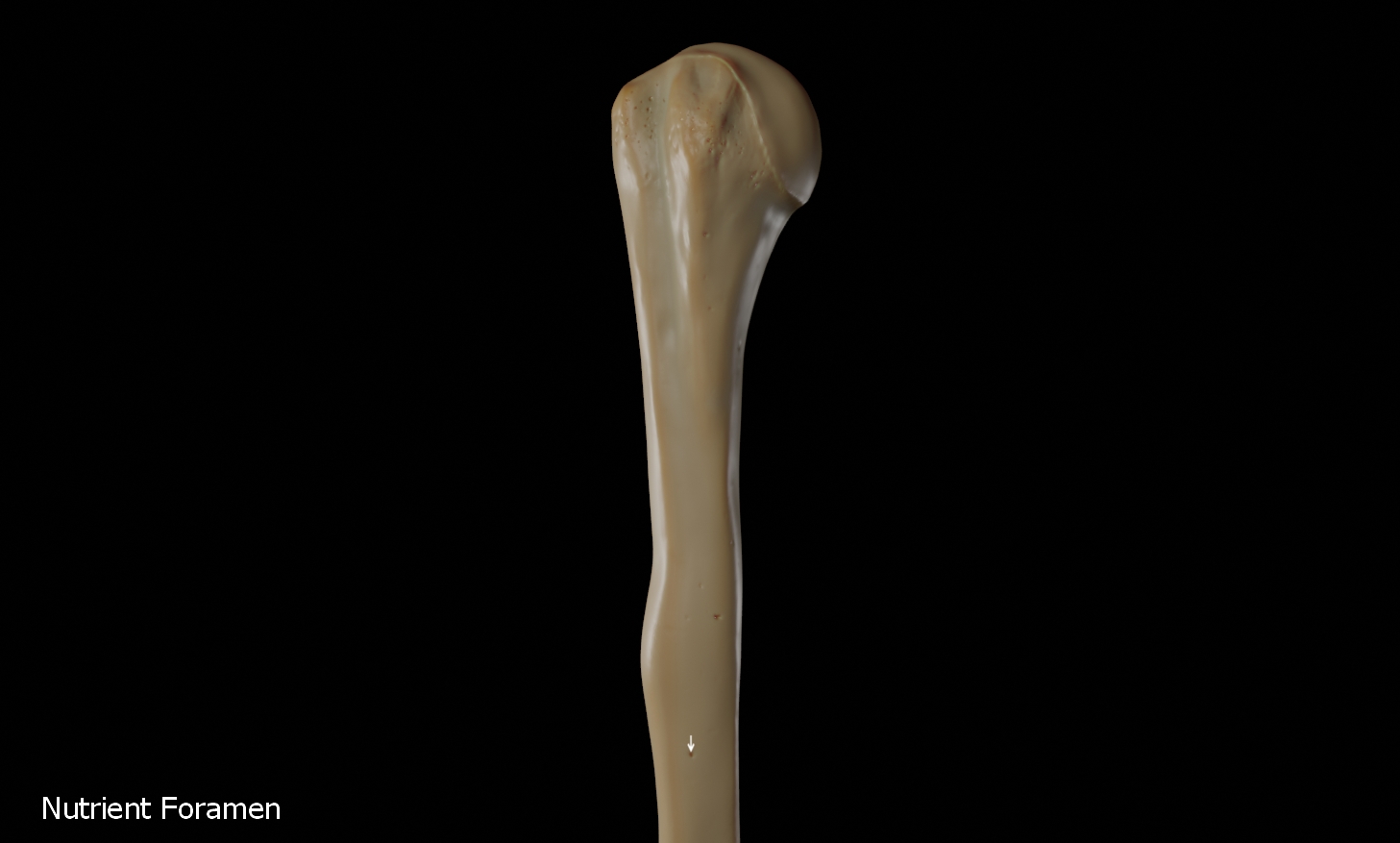 Detail Humerus Anatomie Nomer 13