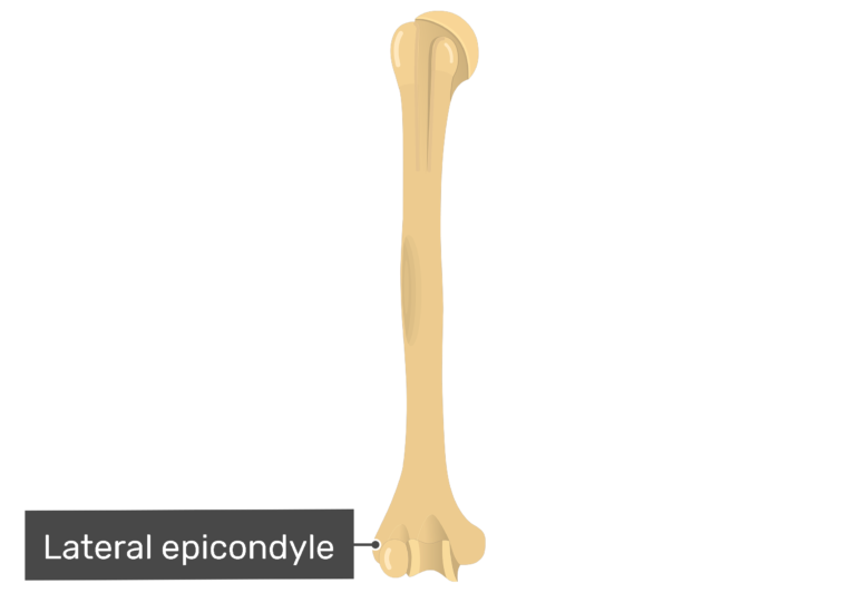 Detail Humerus Anatomie Nomer 18