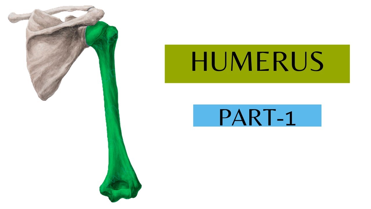 Detail Humerus Anatomie Nomer 20