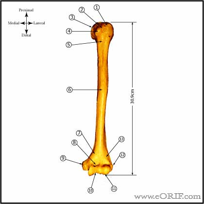 Detail Humerus Anatomie Nomer 2