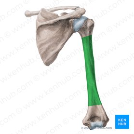Detail Humerus Anatomie Nomer 4