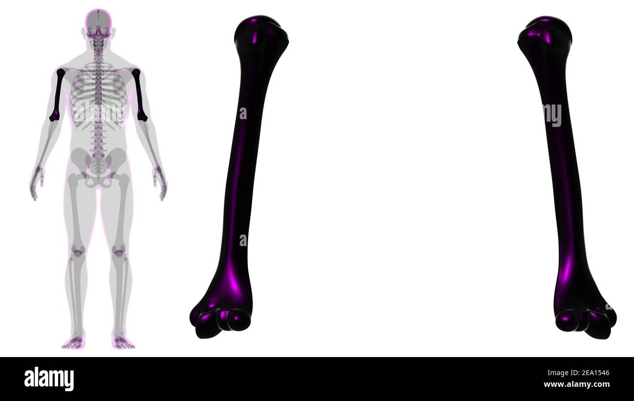 Detail Humerus Anatomie Nomer 5