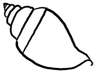 Detail Muschel Zeichnung Bleistift Nomer 2