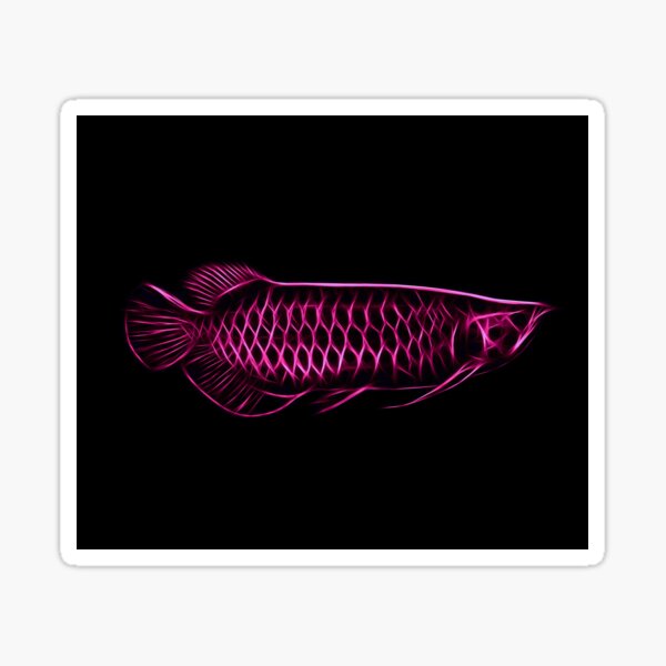 Schwarzer Drachenfisch - KibrisPDR
