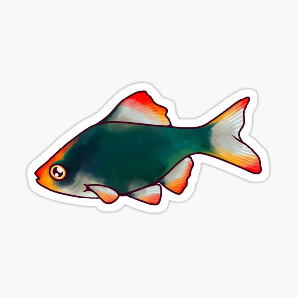 Detail Schwarzer Drachenfisch Nomer 13