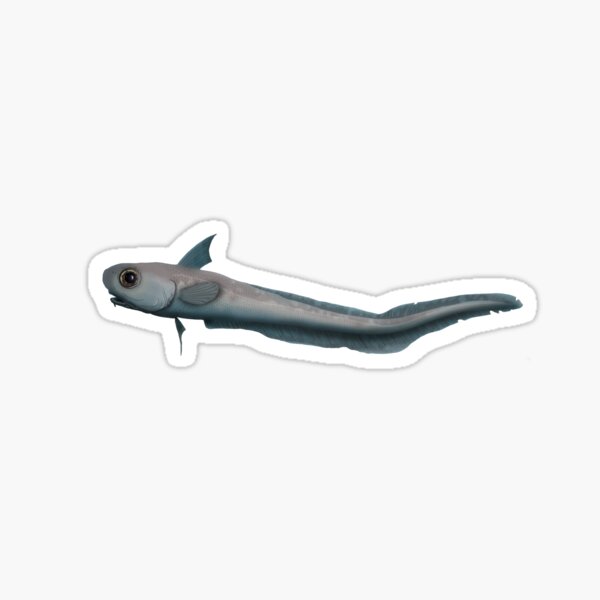 Detail Schwarzer Drachenfisch Nomer 20