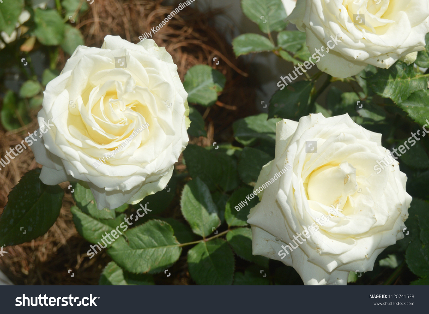 Detail Foto Mawar Putih Nomer 33