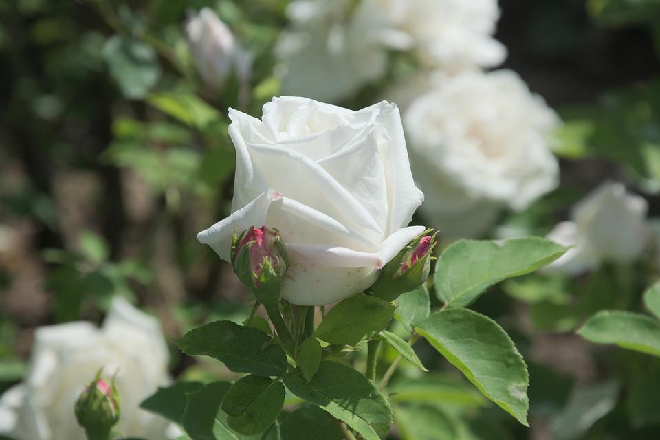 Detail Foto Mawar Putih Nomer 53