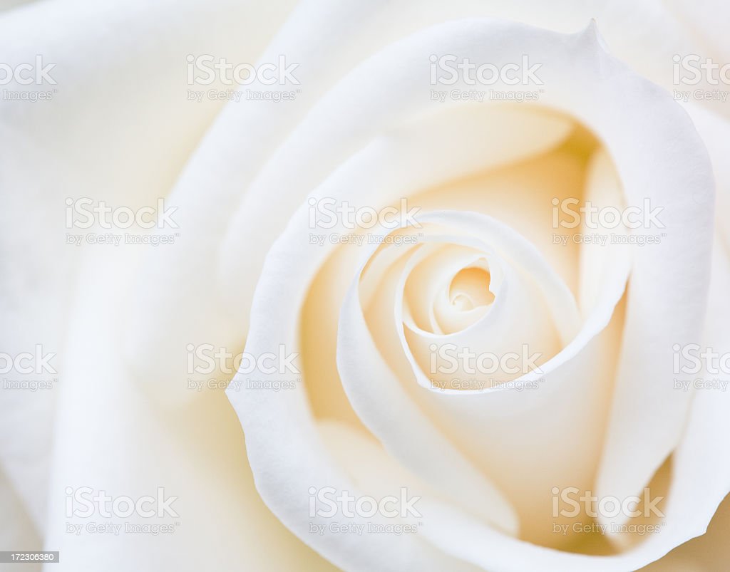 Detail Foto Mawar Putih Nomer 55