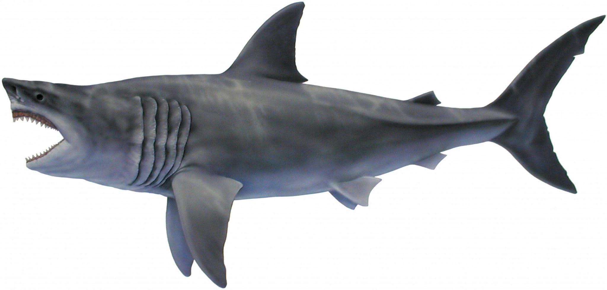 Detail Foto Megalodon Shark Nomer 17