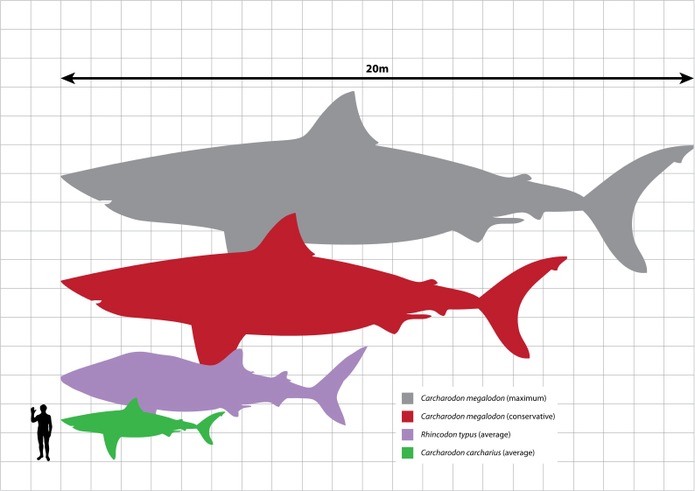 Detail Foto Megalodon Shark Nomer 20