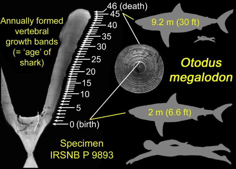 Detail Foto Megalodon Shark Nomer 36