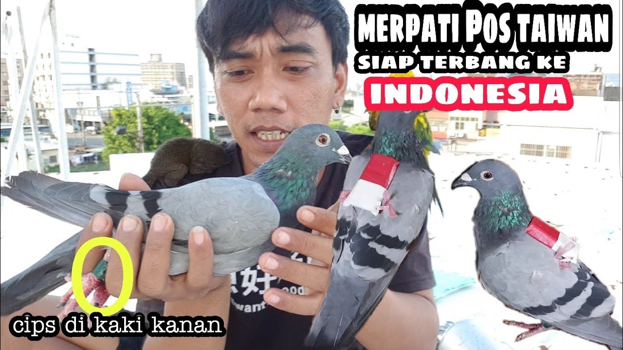 Detail Foto Merpati Pos Nomer 29