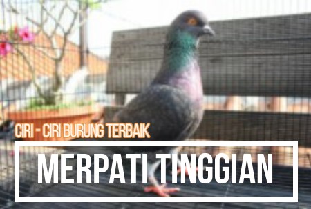 Detail Foto Merpati Tinggian Nomer 52