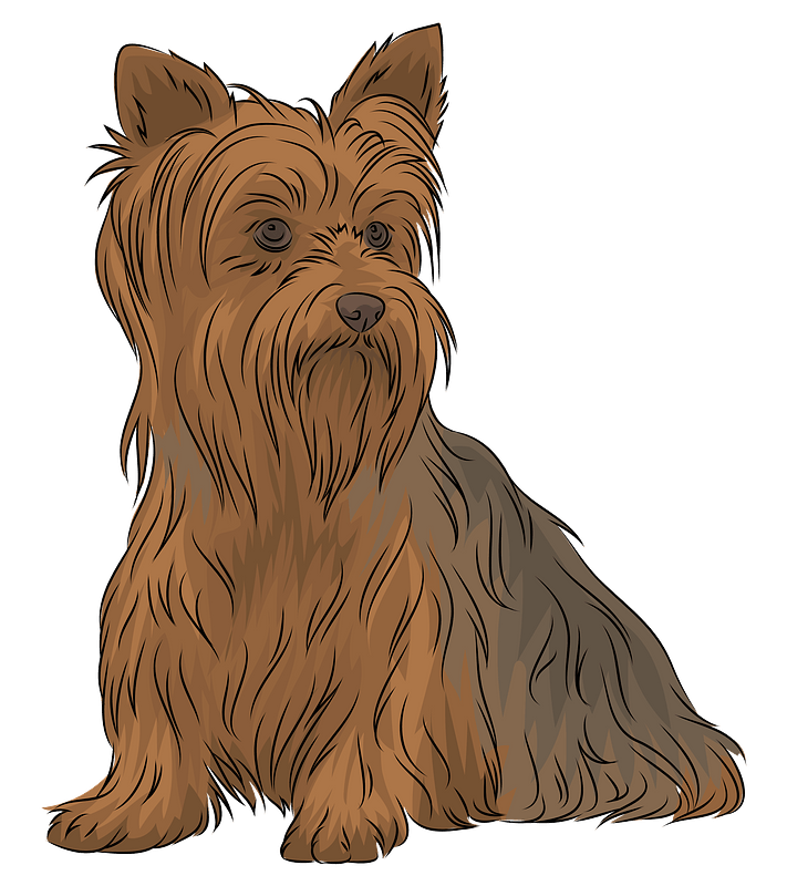 Terrier Bilder - KibrisPDR