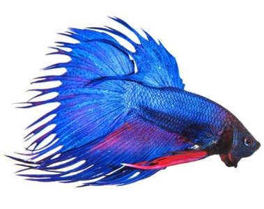 Combtail Betta - KibrisPDR